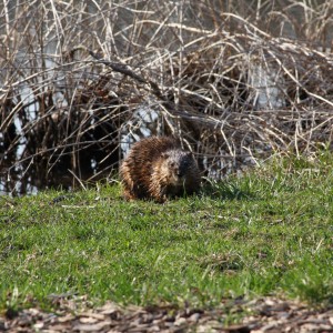 Picture of a muskrat at Morton Arboretum